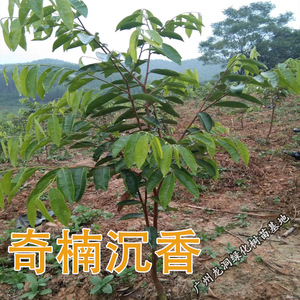奇楠沉香苗 正宗越南奇楠小苗带叶发货地栽种子实生沉香树苗