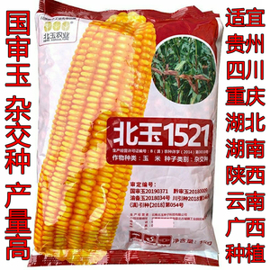 北玉1521玉米种子矮杆贵州云南四川第一名大田农作物国审杂交种籽