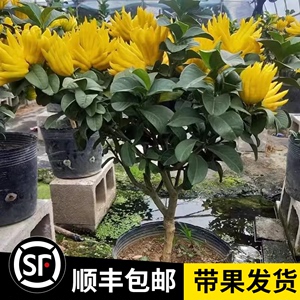 佛手柑盆栽金佛手树苗柠檬果苗佛手柑当年结果阳台庭院绿植盆景