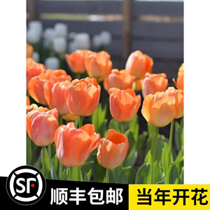 10颗重瓣郁金香鹦鹉流苏特殊类进口大种球土培盆栽耐寒风信子花卉