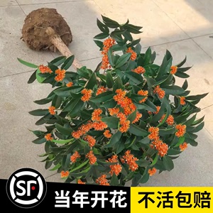 金桂花树苗桂花苗盆栽嫁接苗四季桂室内外浓香型阳台花卉绿植庭院