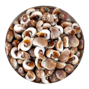 新鲜海捕香螺鲜活冷冻红香螺野生小香螺甜螺玉螺肚脐螺猫眼螺包邮