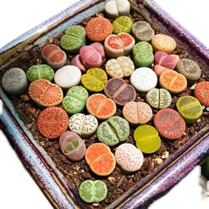 珍稀贵货超大母本生石花多肉植物pp花生石花大颗双头母本超大石头