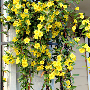法国香水藤茉莉花盆栽阳台庭院耐寒爬藤植物香水藤带花苞四季开花