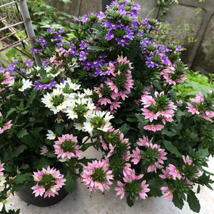 蓝色半扇花盆栽带花阳台庭院开花植物耐热耐晒花期长草海桐花苗大