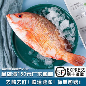 辣妈红棕鱼海捕鲜活速冻新鲜红鸡鱼海鲜水产海鱼一条约500g