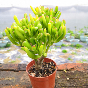 吸财树招财猫老桩多肉植物筒叶花月稀有贵货办公室内盆栽特价包邮