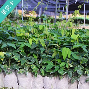 八月炸野果果苗