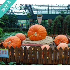 美国巨型南瓜种孑种子大南瓜种籽特大超大超级观赏食用春季蔬菜孑