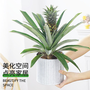 凤梨菠萝带果实盆栽趣味花卉植物室内树苗桌面绿植好养生日礼物
