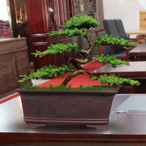 迎客松盆景真树盆栽小客厅办公桌摆件易活好养适合室内的植物松树