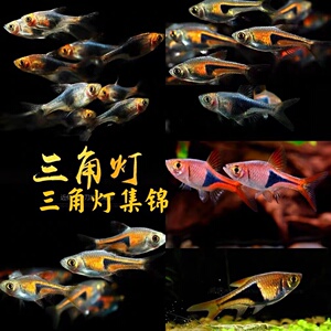 紫三角灯科鱼活体红绿灯群游金三角灯鱼淡水鱼小型热带观赏鱼活体