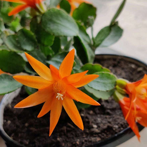 精品蟹爪兰盆栽带花苞室内当年开花嫁接多色苗仙指兰假昙花