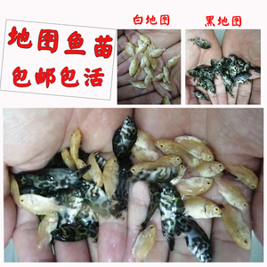 黑白地图鱼苗活体猪仔鱼花猪鱼图丽鱼热带鱼观赏鱼淡水鱼包活包损