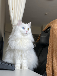 tb470728512淘宝山东临清狮子猫白色异瞳双蓝眼双黄眼橘色黑色狮子