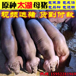 原种太湖母猪苏太母猪梅山长白二元母猪新美系杜洛克约克种猪仔猪