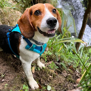 纯种米格鲁猎兔犬比格犬猎兔犬活体幼犬中型犬家养宠物群猎狗幼崽