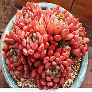 现货多肉多肉植物园艺室内姬玉露 红宝石 葡萄 乒乓福娘 原盆