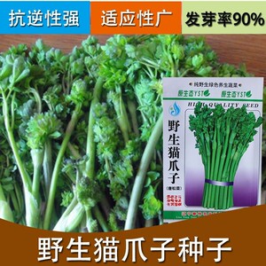 野生猫爪子种子庭院种植发芽率高营养丰富东北野菜唐松菜蔬菜种子