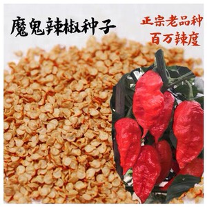 魔鬼椒印度鬼椒种子特辣超级辣魔鬼辣椒种子菜园阳台种植辣椒籽