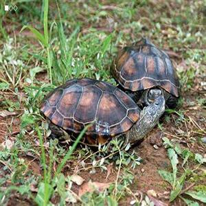 吃菜陆地乌龟