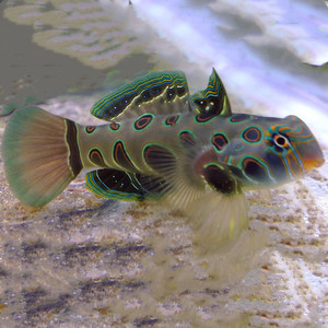 圆点青蛙鱼海水观赏鱼虾虎鱼吃虫水族宠物活体顺丰包活