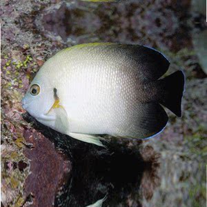 海鱼观赏鱼海洋