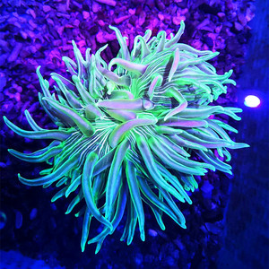 红肚葵海水观赏海葵软体生物水族宠物活体顺丰