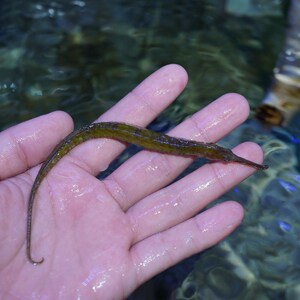 绿海龙拟海龙海水鱼海水观赏鱼水族宠物海鱼活体顺丰