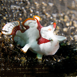 皇冠五脚虎-白海水鱼海水观赏鱼水族宠物海鱼活体顺丰五角虎壁鱼