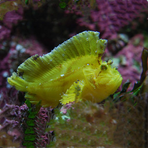 黄济公鱼海水观赏鱼五脚虎水族宠物另类