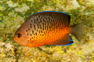 红闪电海水神仙鱼海鱼活鱼海水观赏鱼海洋顺丰