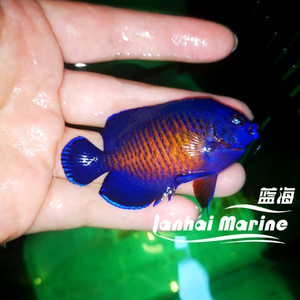 蓝闪电海水鱼
