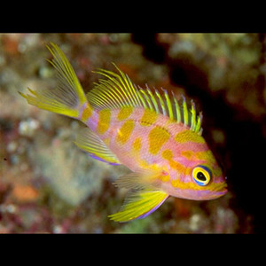 樱花宝石 发霉鱼 海金鱼宝石鱼海水鱼海水观赏鱼水族宠物活体顺丰