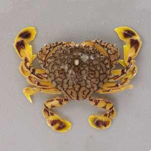 翻沙黎明蟹海水蟹海水观赏蟹水族宠物活体顺丰