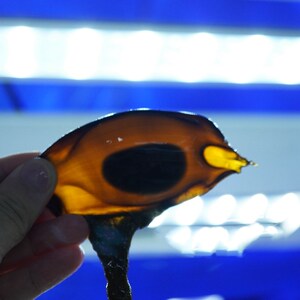 狗鲨卵 海水鱼观赏鱼