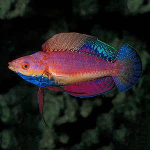 蓝腹仙子龙公鱼海水鱼隆头鱼海水观赏鱼海鱼活体水族宠物顺丰
