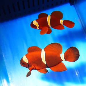 透红小丑金透红小丑鱼棘颊雀鲷海水观赏鱼宠物活体