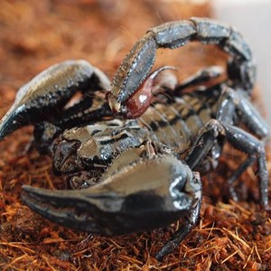 皇帝雨林马来西亚蝎 长爪携刺异蝎 超大体型人工繁殖套餐蝎送宠物