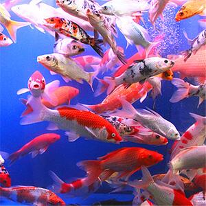 秋翠锦鲤幼苗水花活鱼金鱼小型观赏鱼白写绯写鸿运当头锦鲤草金鱼