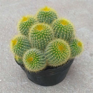 多肉植物金丝猴仙人球盆栽金丝猴盆栽金丝猴群生