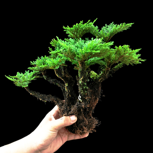 卷柏小盆栽九死还魂草假山组合盆景绿植室内桌面不死草老桩植物