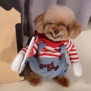 狗狗衣服舞狮子装