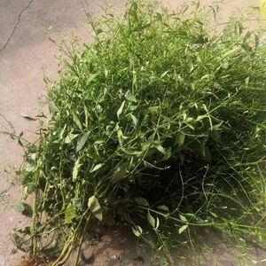 金香草种子一见喜四方莲苦胆草榄核莲中药材金耳钩野生穿心莲种籽