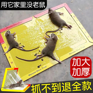 大粘鼠板老鼠胶贴超强力家用粘老鼠纸捉沾捕鼠粘板除鼠神器一窝端