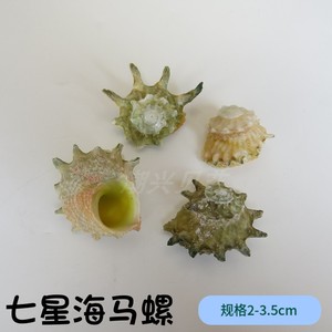 七星海螺百科图片