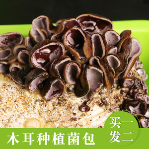 蘑菇种子菌包菌种黑木耳菌种菇种食用菌种蘑菇家庭种植盆栽蘑菇包