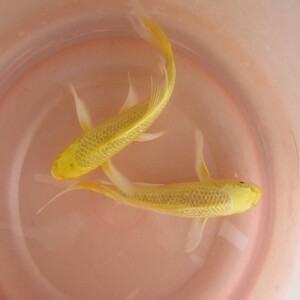 好养好看的鱼淡水大尾巴锦鲤金鱼观赏鱼招财自养活鱼龙凤锦鲤长尾