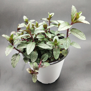 香草集合 多种盆栽香草可选薄荷百里香 迷迭香苹果糖果草莓地中海