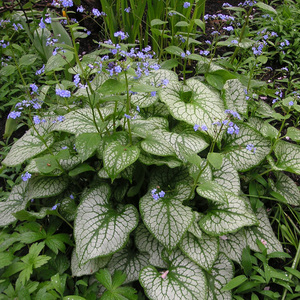 由之花源|进口宿根心叶牛舌草庭院耐寒地被易活耐阴花卉